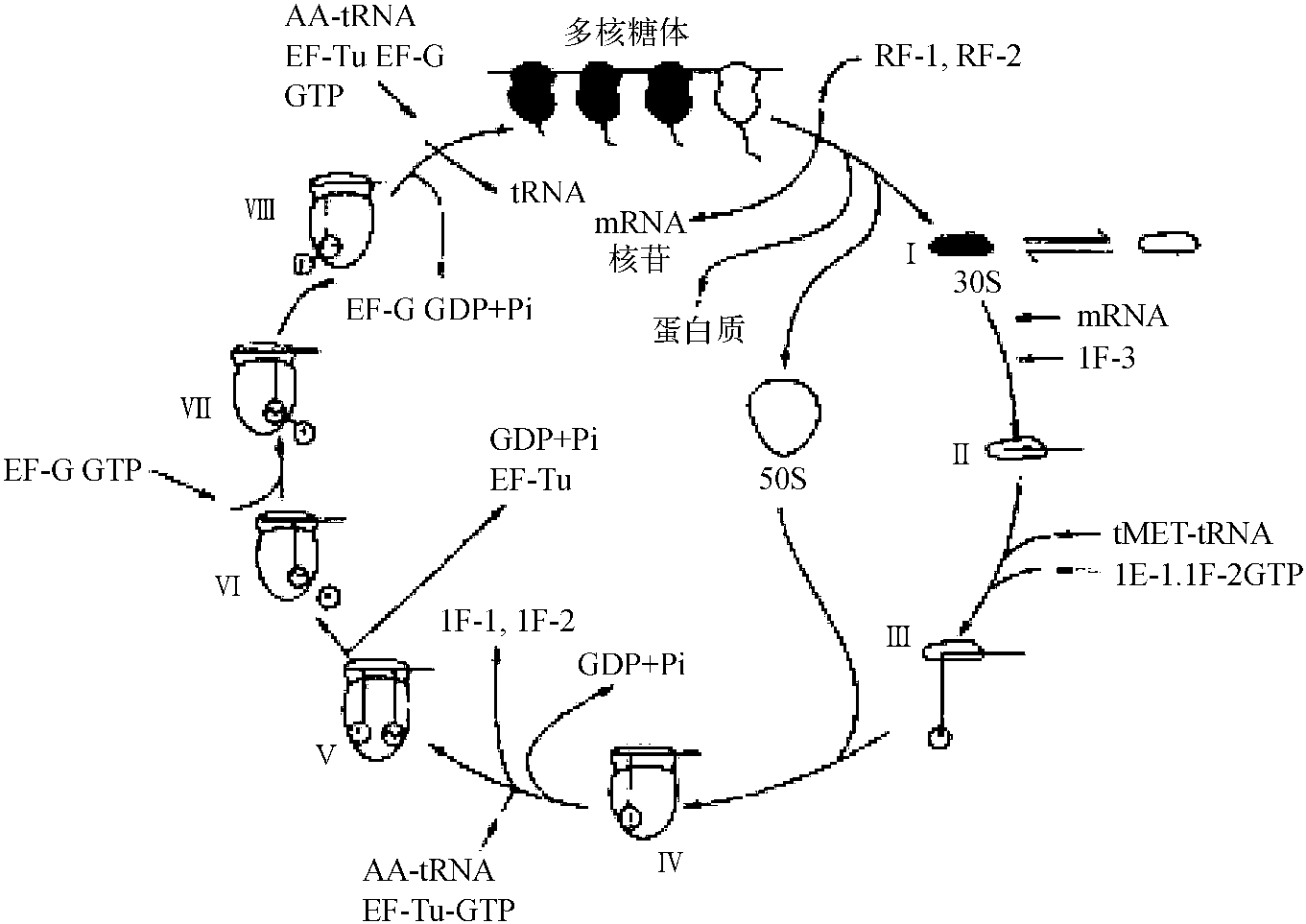 三、安來(lái)霉素的作用機(jī)制